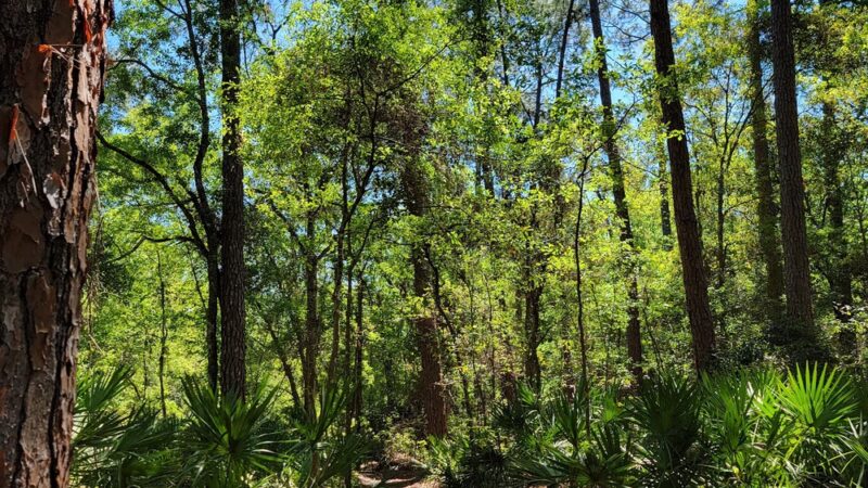 Lovelace Park - Jacksonville, FL