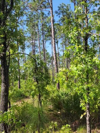 Nolan Road Recreation Area - Jacksonville, FL