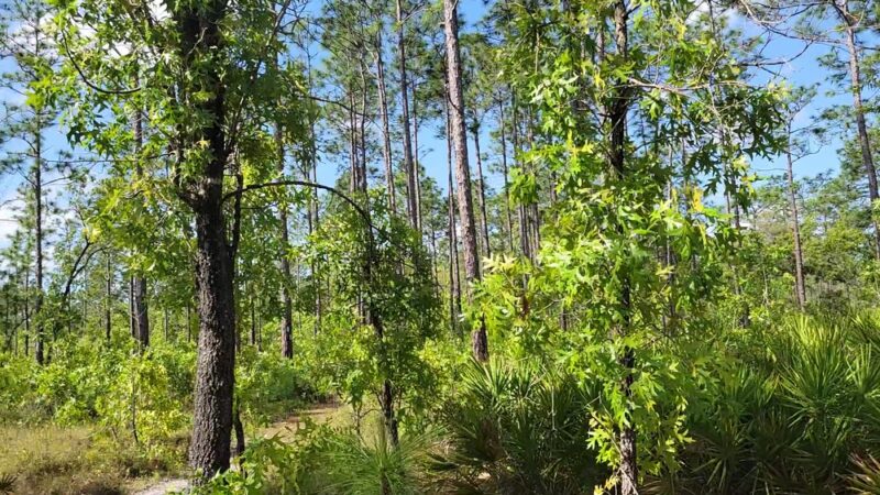 Nolan Road Recreation Area - Jacksonville, FL
