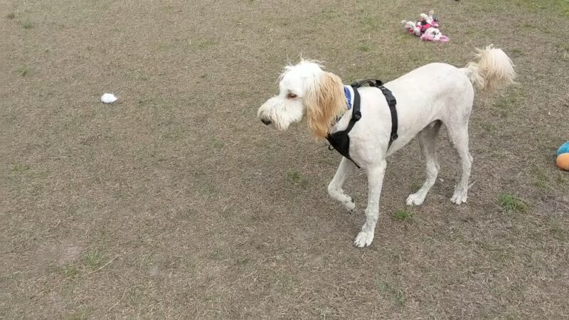TT Dog Park - Jacksonville, NC