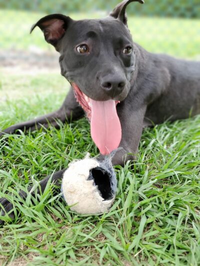 TT Dog Park - Jacksonville, NC