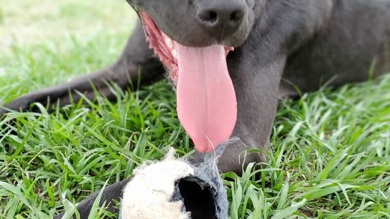 TT Dog Park - Jacksonville, NC