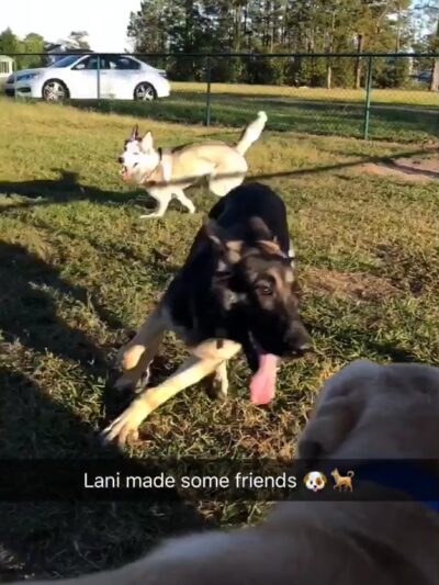 TT Dog Park - Jacksonville, NC