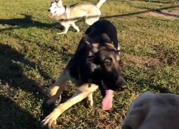 TT Dog Park - Jacksonville, NC