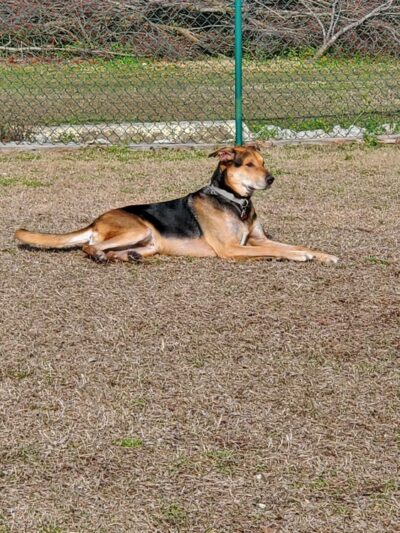 Midway Dog Park #1 - Jacksonville, NC