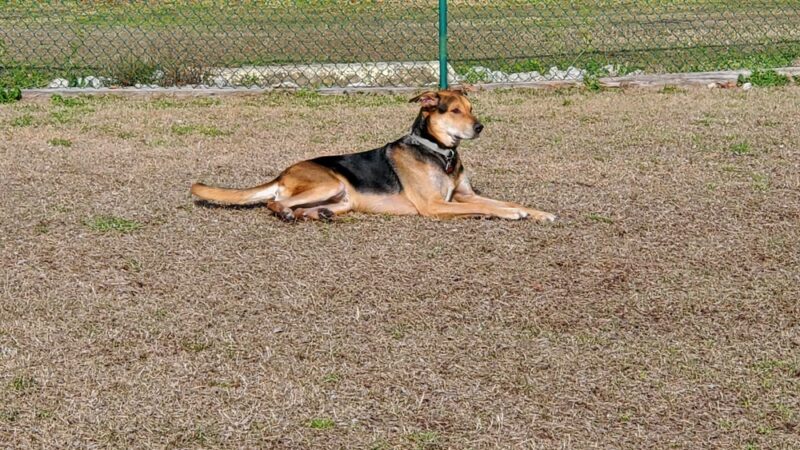 Midway Dog Park #1 - Jacksonville, NC