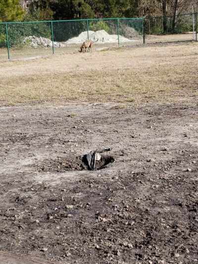 Midway Dog Park #1 - Jacksonville, NC
