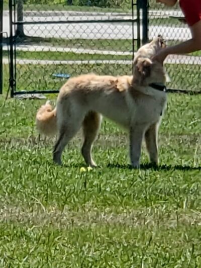 Midway Dog Park #1 - Jacksonville, NC