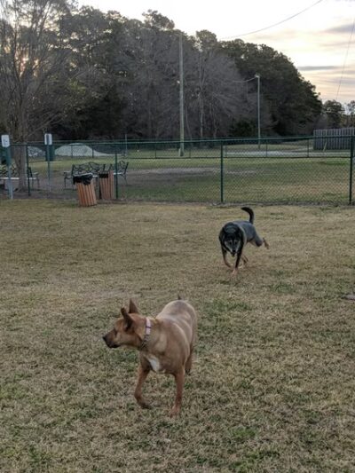 Midway Dog Park #1 - Jacksonville, NC