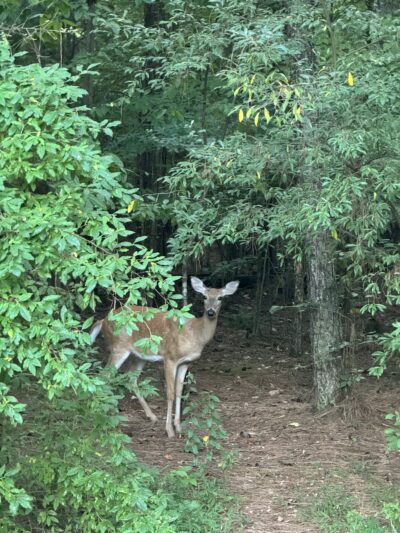 Kendall campgrounds - Jamestown, KY