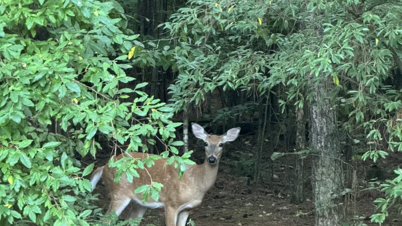Kendall campgrounds - Jamestown, KY