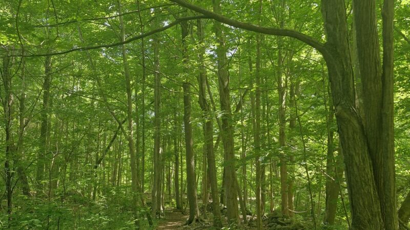 Fiddlers Green Park - Jamesville, NY