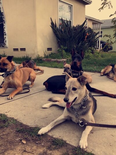 Jans K9s - ,