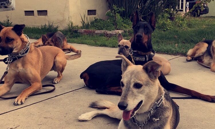 Jans K9s - ,