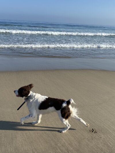Jans K9s - ,