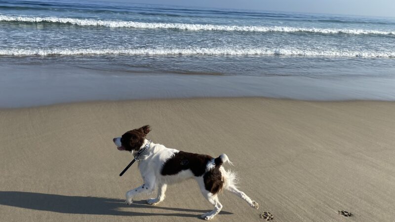 Jans K9s - ,