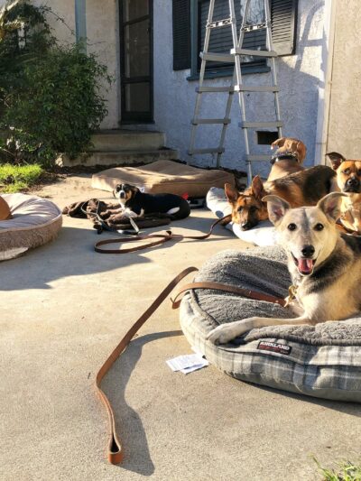 Jans K9s - ,