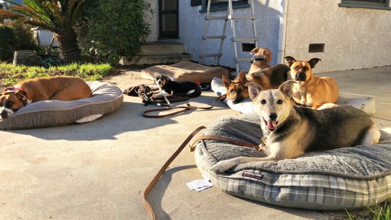 Jans K9s - ,