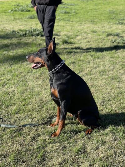 Jans K9s - ,