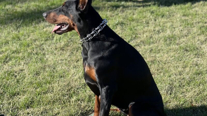 Jans K9s - ,