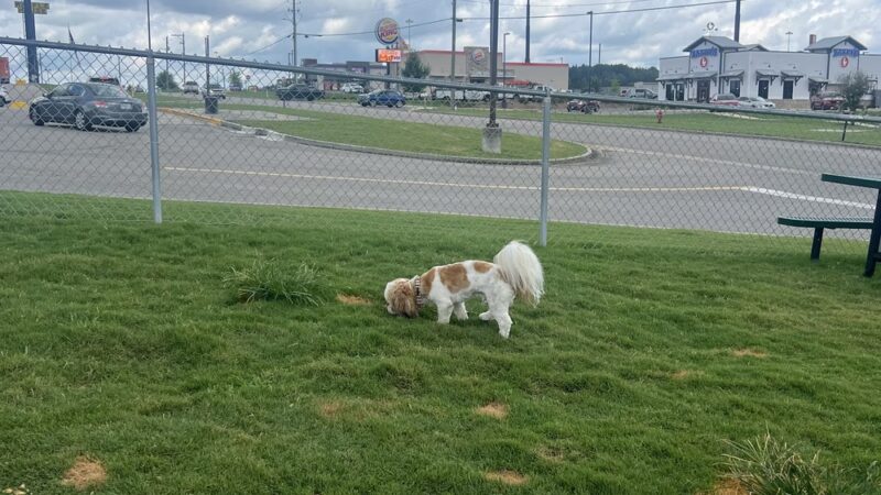 Dog Park at Love's Travel Stops - Jasper, AL