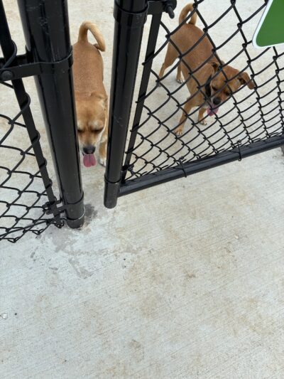 Dog Park at Love's Travel Stops - Jasper, MO