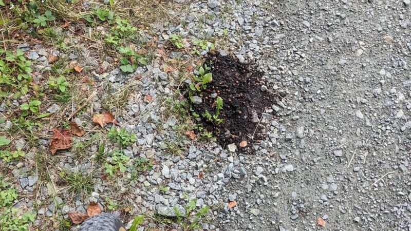 Cherry Pond Boardwalk - Jefferson, NH