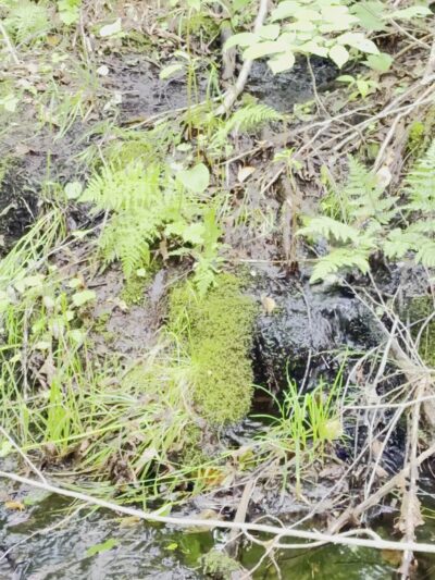 Mud Pond National Recreation Trail - Jefferson, NH
