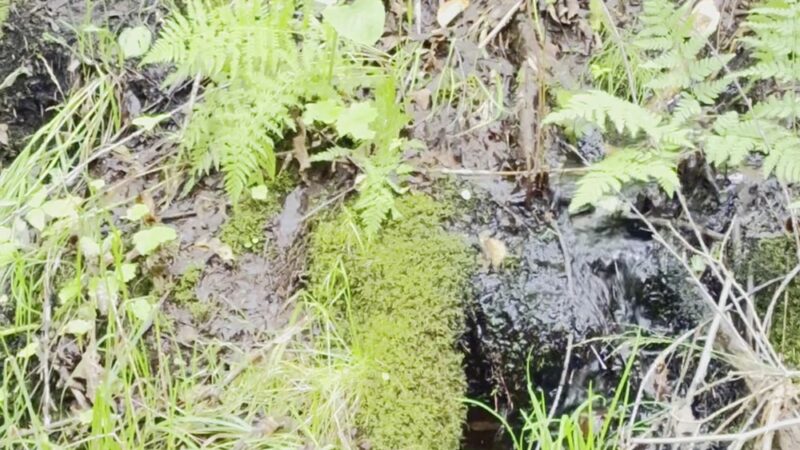 Mud Pond National Recreation Trail - Jefferson, NH