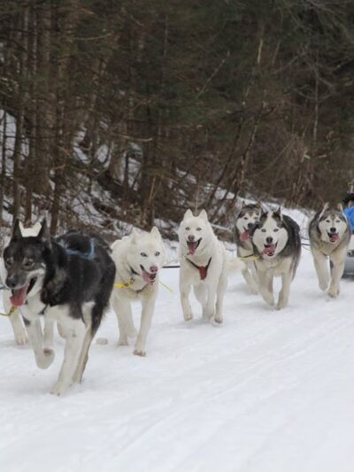 Muddy Paw Sled Dog Kennel - Jefferson, NH