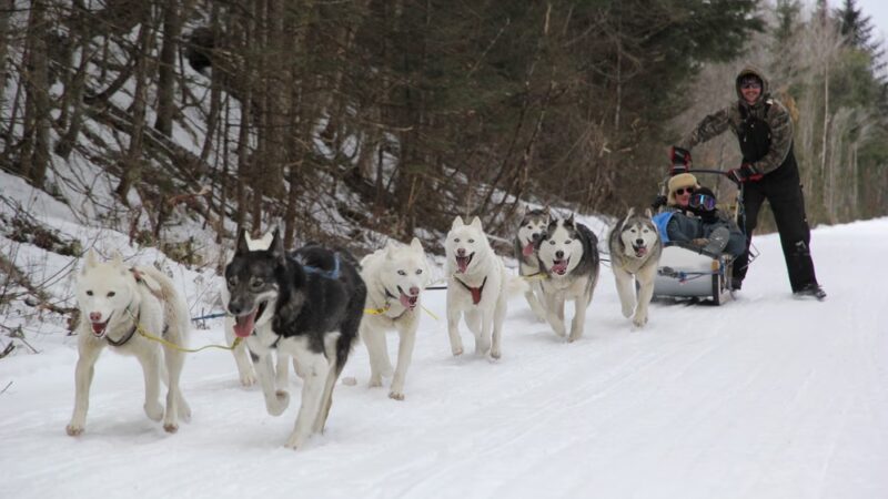 Muddy Paw Sled Dog Kennel - Jefferson, NH