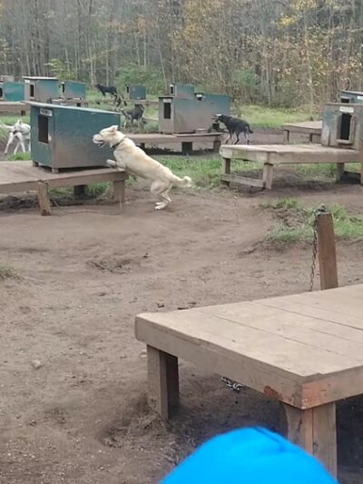 Muddy Paw Sled Dog Kennel - Jefferson, NH