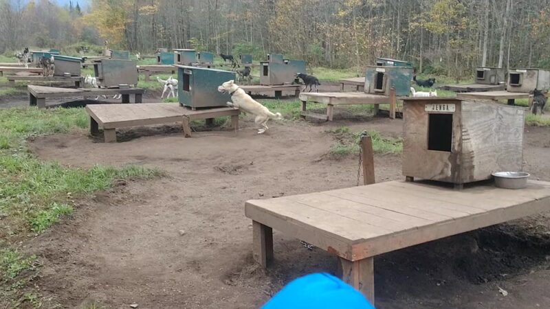 Muddy Paw Sled Dog Kennel - Jefferson, NH