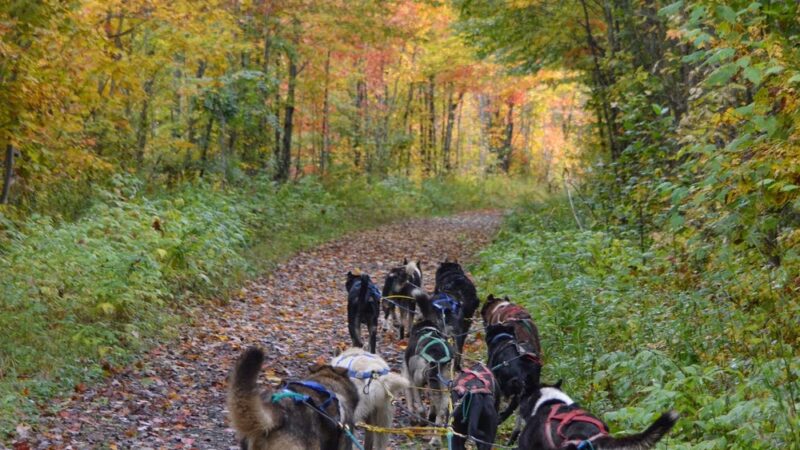 Muddy Paw Sled Dog Kennel - Jefferson, NH