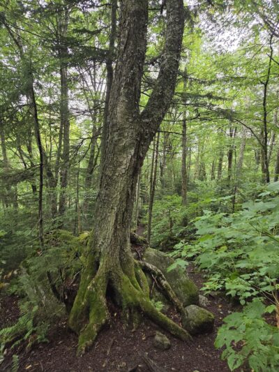 Mt Avalon Trail - Jefferson, NH