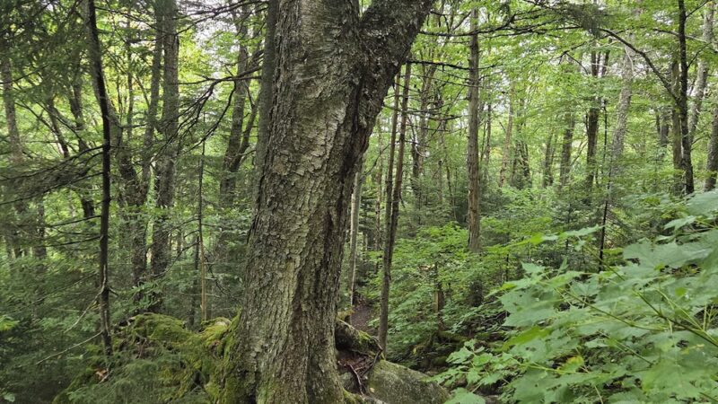 Mt Avalon Trail - Jefferson, NH