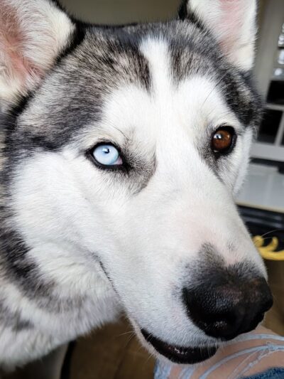 Jerome Animal Shelter - Jerome, ID