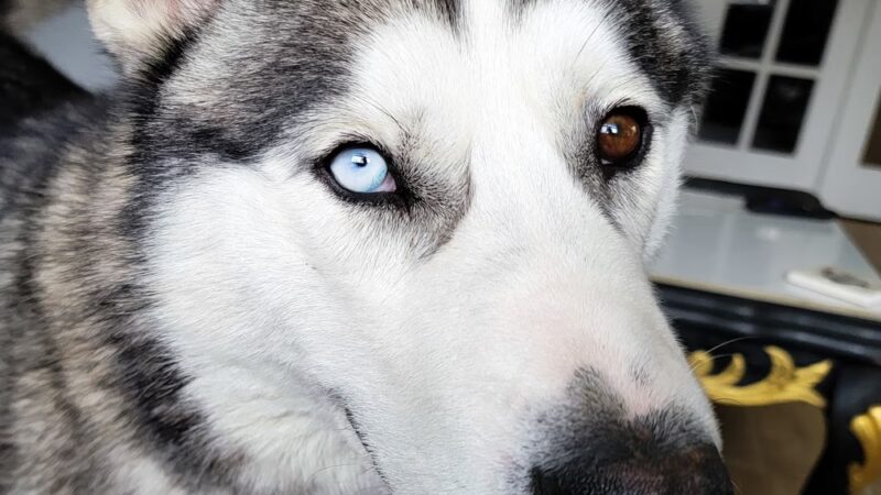 Jerome Animal Shelter - Jerome, ID