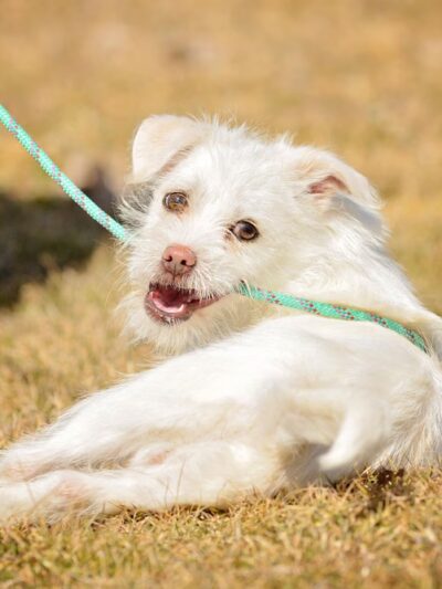 Jerome Animal Shelter - Jerome, ID