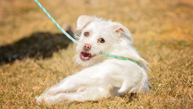 Jerome Animal Shelter - Jerome, ID