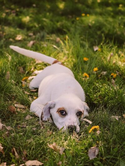 Jerome Animal Shelter - Jerome, ID