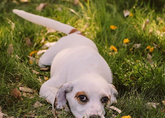 Jerome Animal Shelter - Jerome, ID