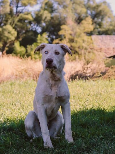 Jerome Animal Shelter - Jerome, ID