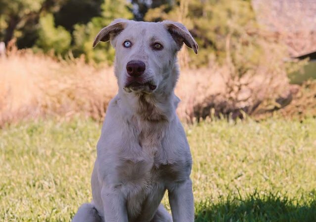 Jerome Animal Shelter - Jerome, ID