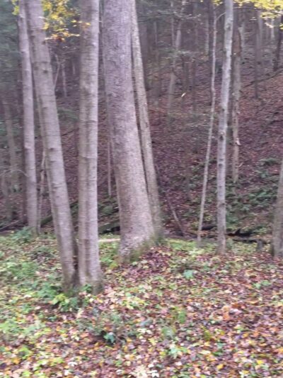 Tiadaghton State Forest - Jersey Shore, PA