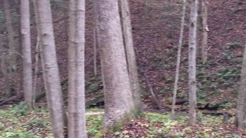 Tiadaghton State Forest - Jersey Shore, PA