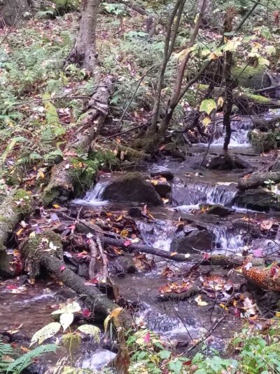 Tiadaghton State Forest - Jersey Shore, PA