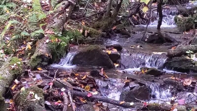 Tiadaghton State Forest - Jersey Shore, PA