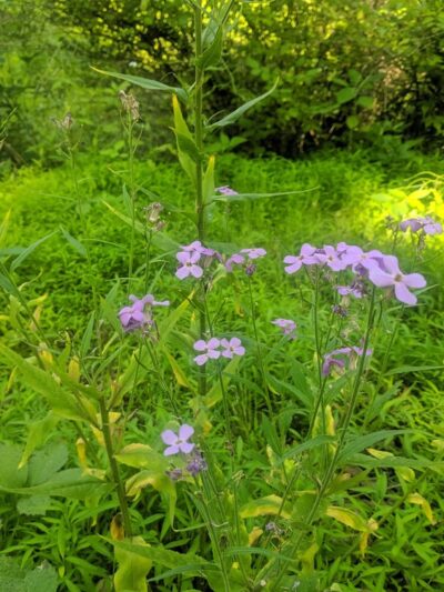 Tiadaghton State Forest - Jersey Shore, PA