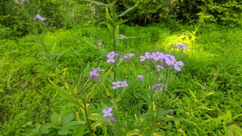 Tiadaghton State Forest - Jersey Shore, PA